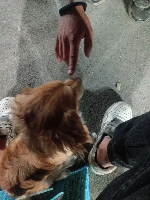 سگ برای فروش|سگ|اهواز, نادری|دیوار