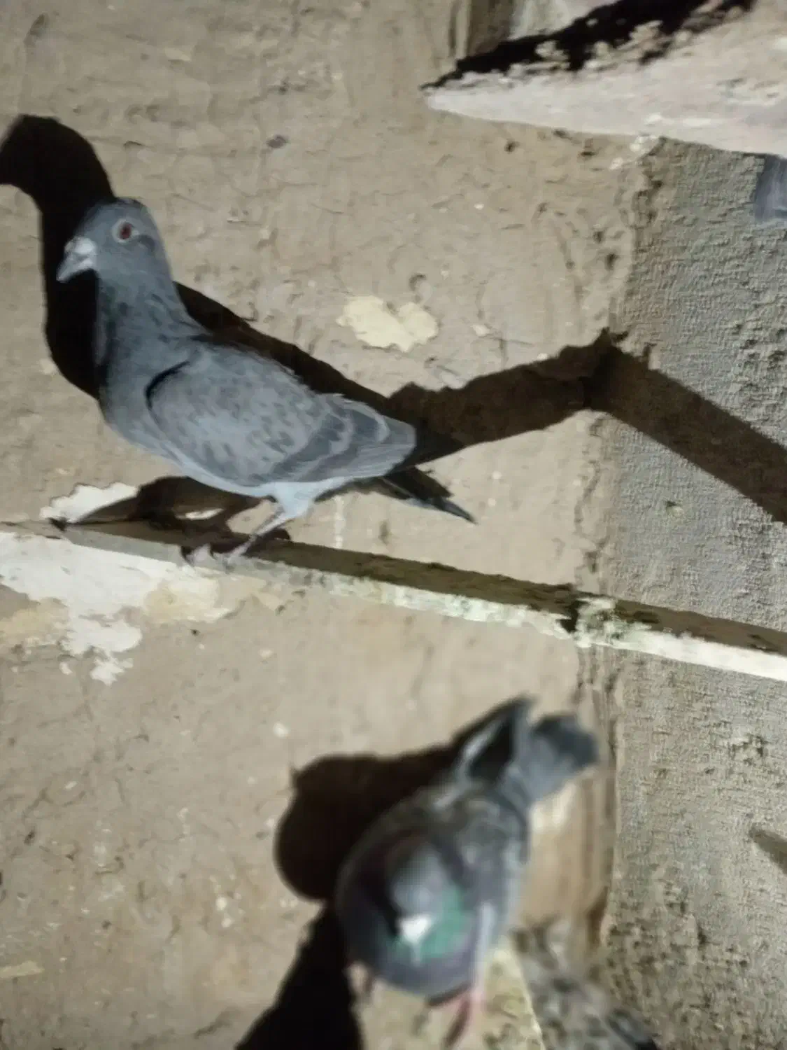 ۷ جوانه پرشی|پرنده|بیرجند, |دیوار