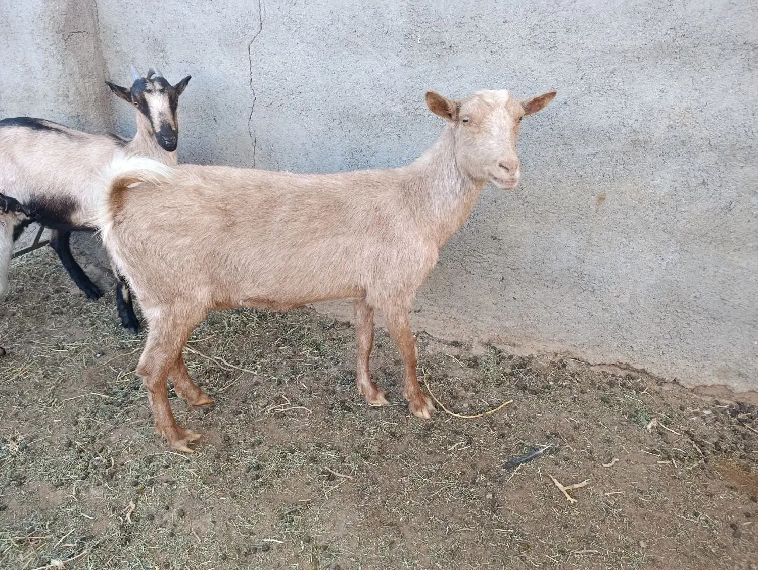 بزسانن وآلپاین|حیوانات مزرعه|آیسک, |دیوار