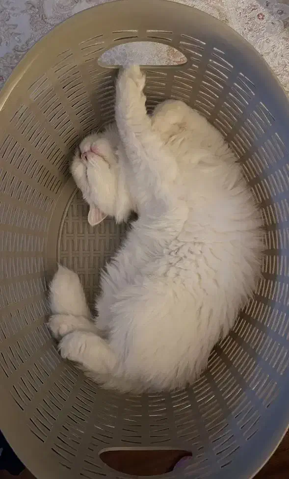 گربه بیریتیش لانگ هیر|گربه|قم, شاه ابراهیم|دیوار