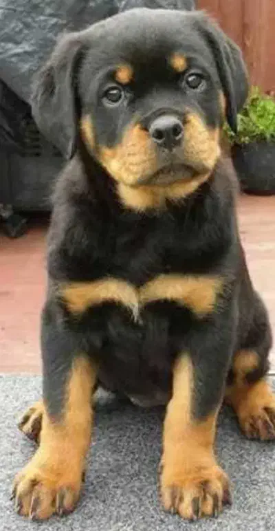 روت|سگ|اصفهان, بوستان کوهستانی صفه|دیوار