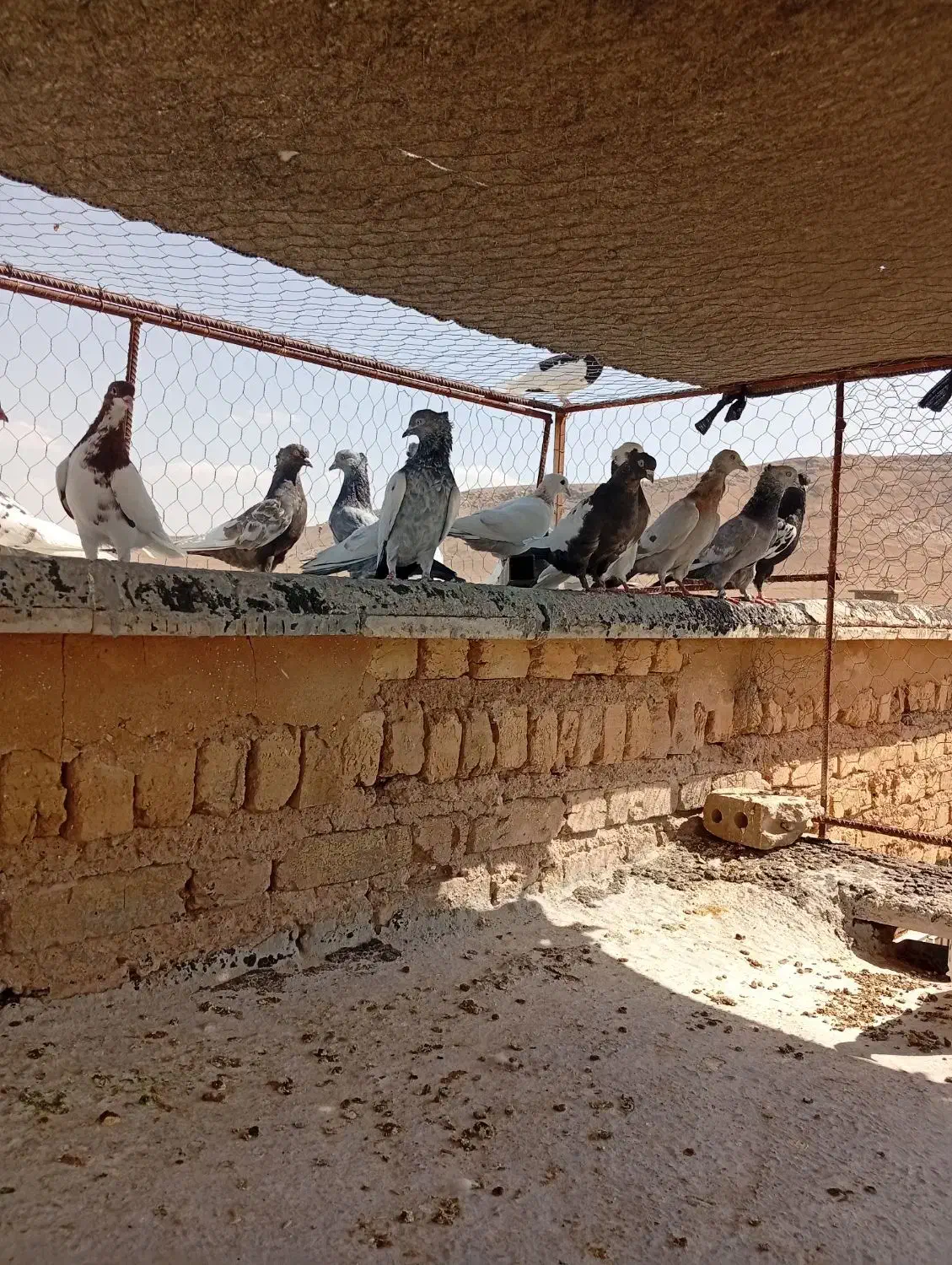 کبوتر|پرنده|شیراز, سینما سعدی|دیوار