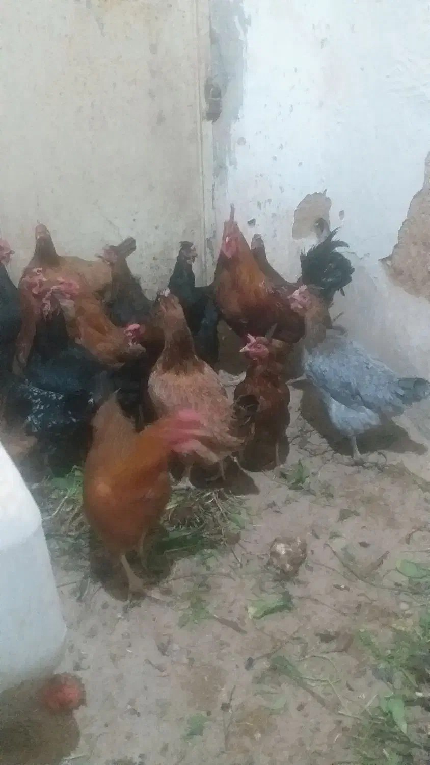 مرغ محلی|حیوانات مزرعه|دهگلان, |دیوار