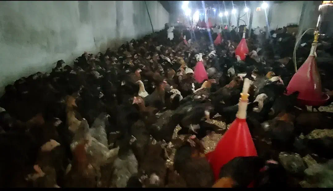 فروش نیمچه جهادی 100 روزه|حیوانات مزرعه|اصفهان, بهارستان|دیوار