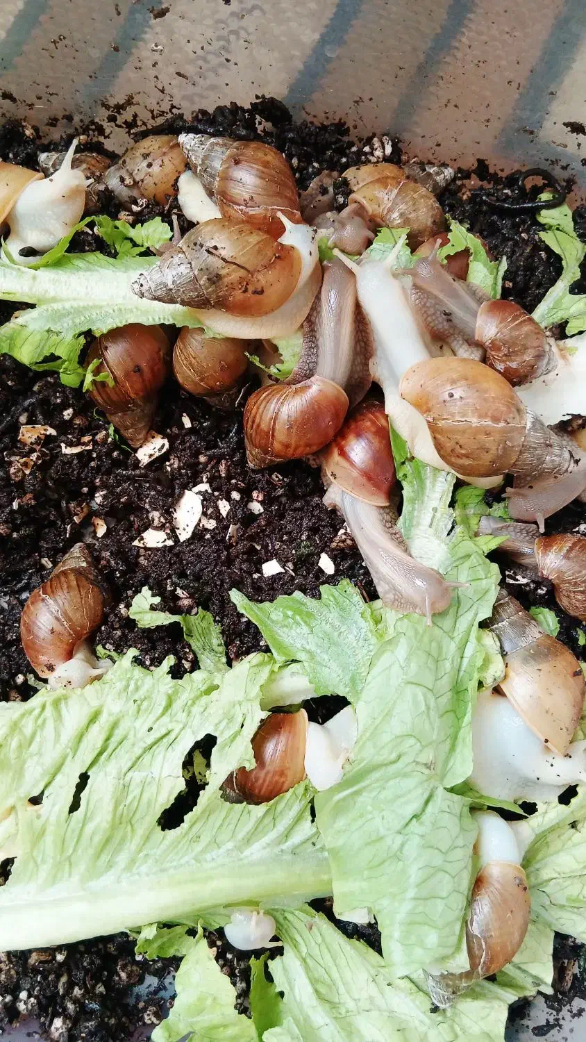 حلزون مولد|خزنده|مشهد, شاهد (شهرک غرب)|دیوار