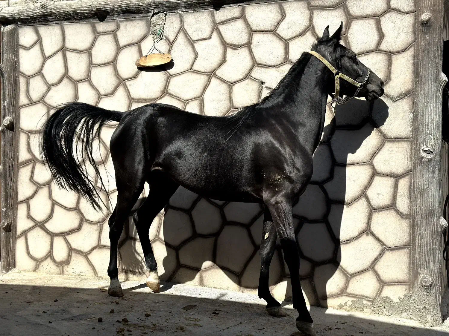 مادیان کرد. سیاه سه ساله شکم خالی.|اسب و تجهیزات اسبسواری|نجفآباد, طالقانی|دیوار