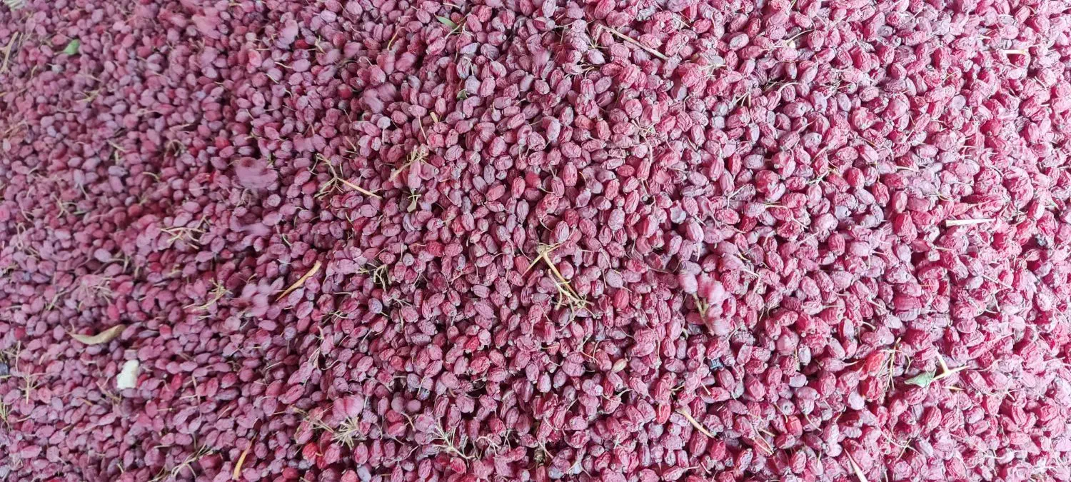 زرشک پفکی|عمدهفروشی|سربیشه, |دیوار