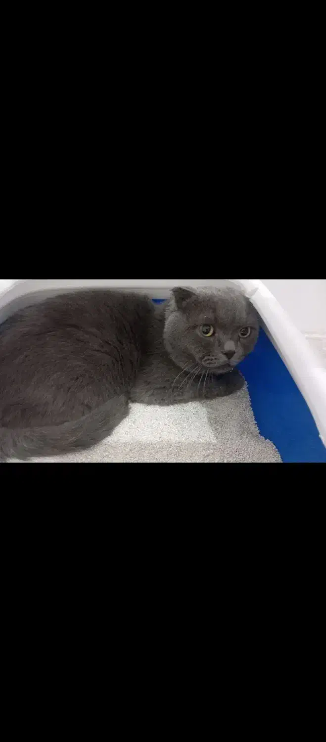 گربه مولد|گربه|مشهد, گلشور|دیوار