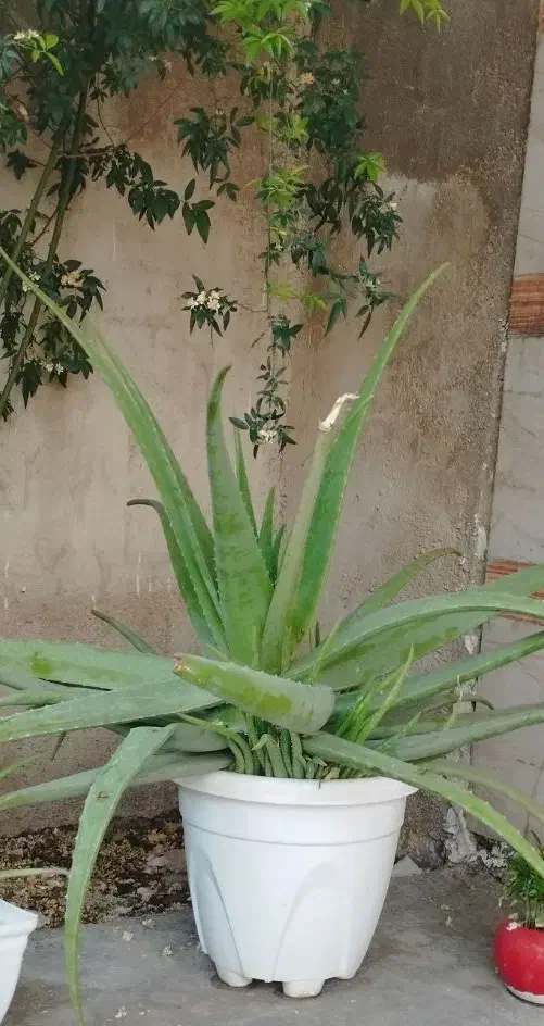 آلوورا|گل و گیاه طبیعی|سرپل ذهاب, |دیوار