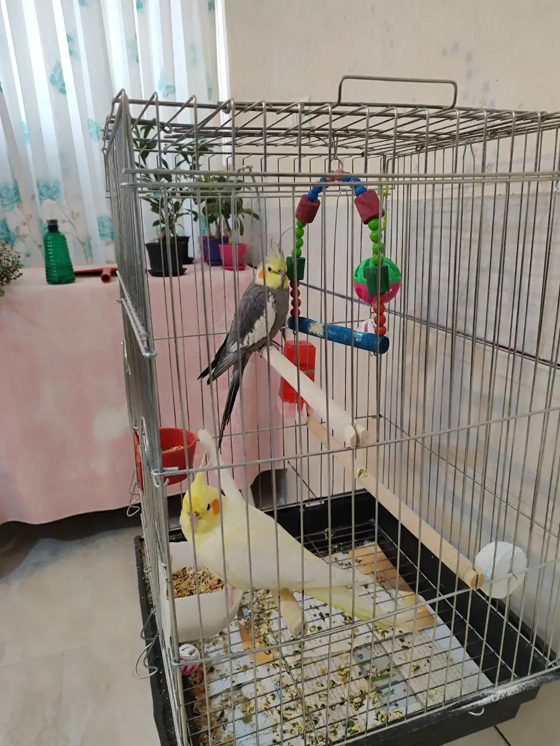 معاوضه یک جفت عروس هلندی دستی درجه یک|پرنده|کاشان, الغدیر|دیوار