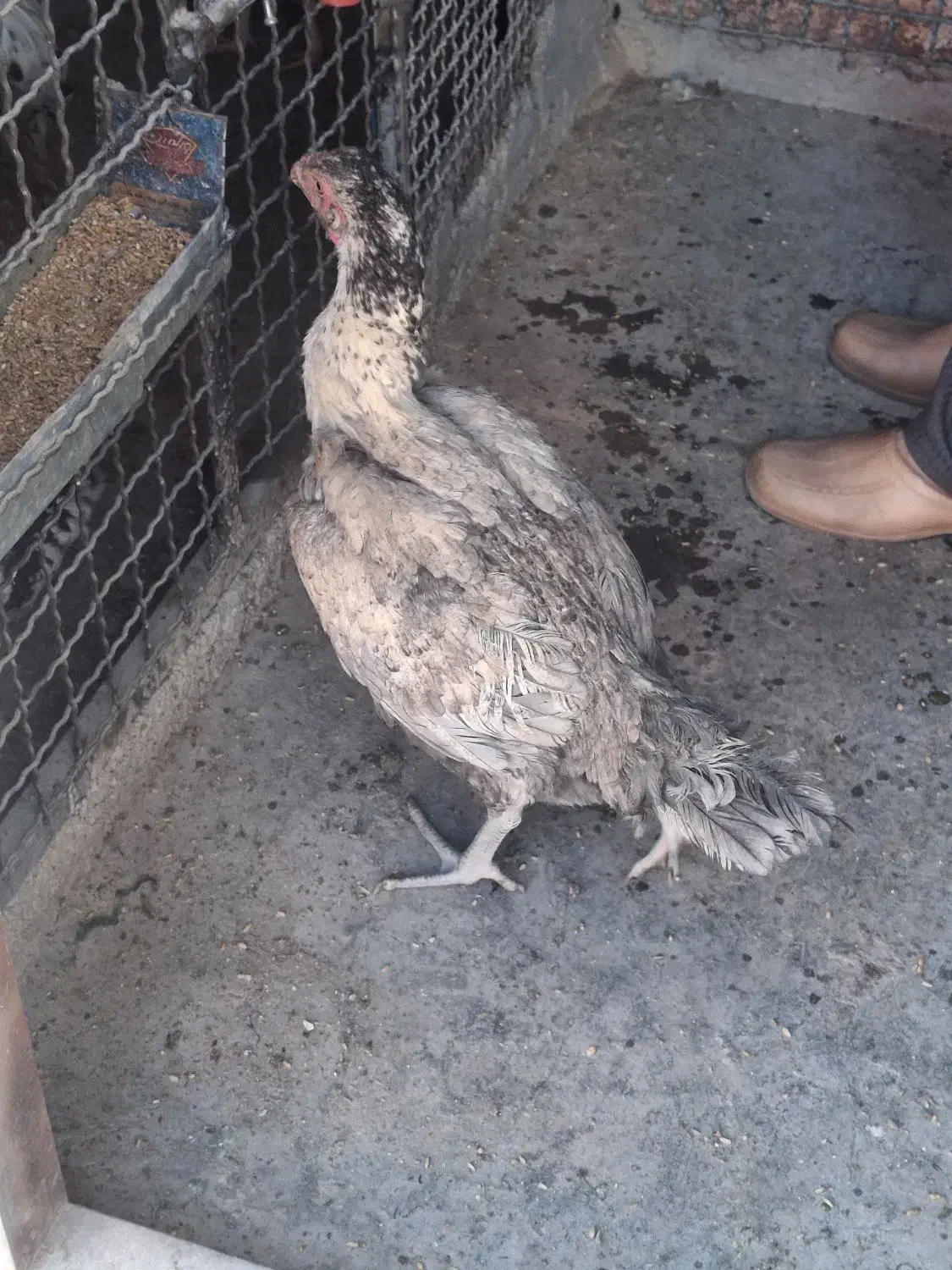 مرغ لاری جوان|حیوانات مزرعه|ماهدشت, |دیوار