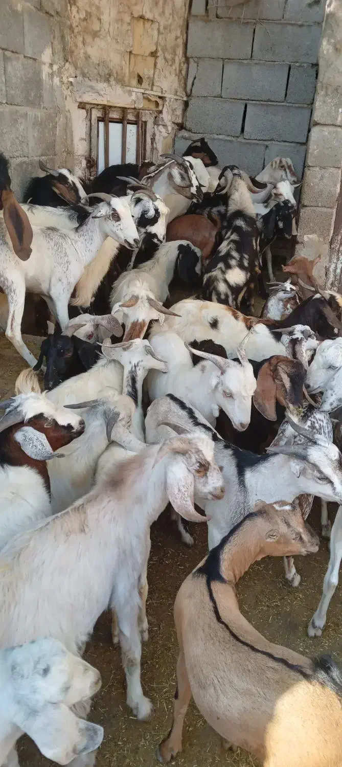 کهره نر و بز با قصابی خود بندرعباس|حیوانات مزرعه|بندرعباس, |دیوار