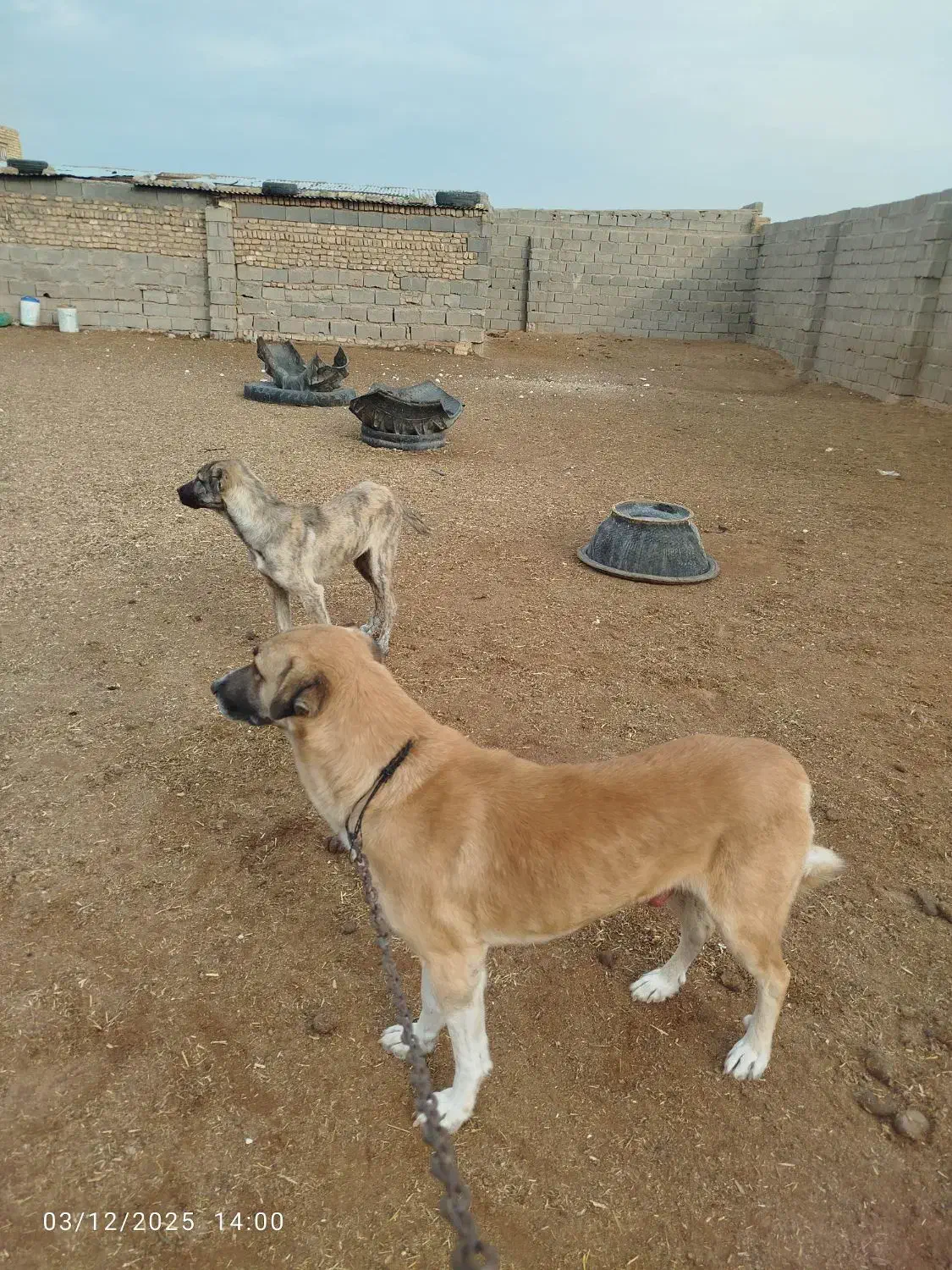 سگ نگهبان حرفه ای|سگ|تایباد, |دیوار