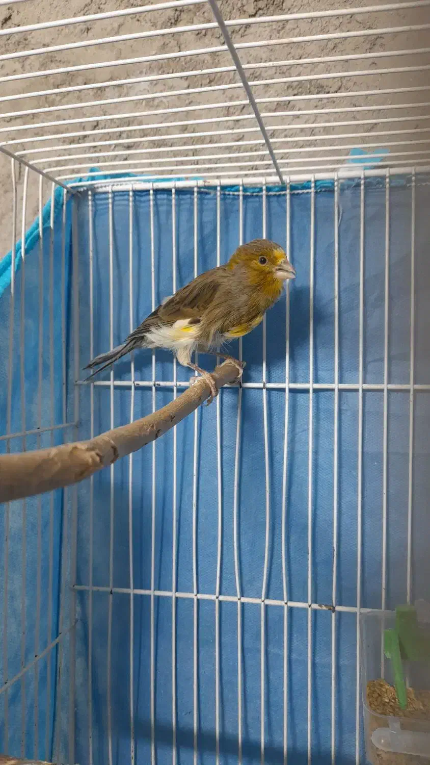 جوجه عروس هلندی و قناری|پرنده|خاش, |دیوار