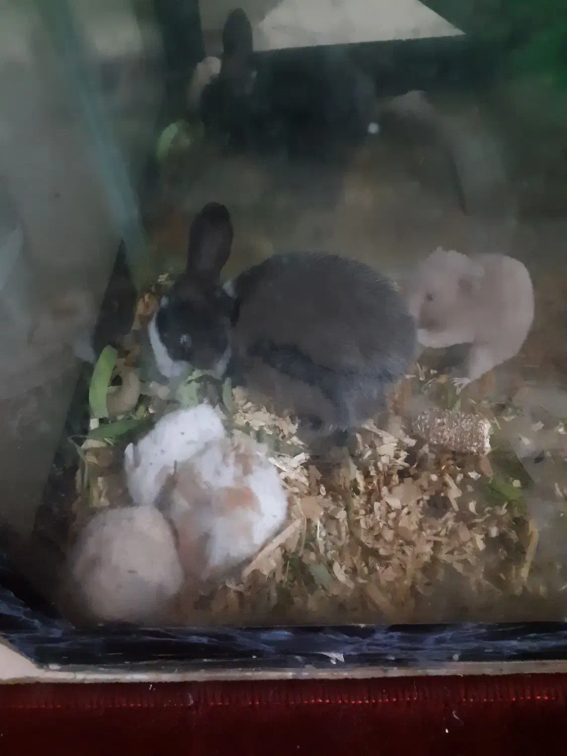 همستر خرگوش لپ فنچ|موش و خرگوش|شاهرود, |دیوار