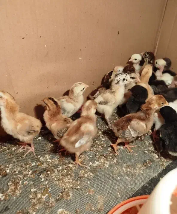 جوجه دورگه گلپایگان گلین|حیوانات مزرعه|دهگلان, |دیوار