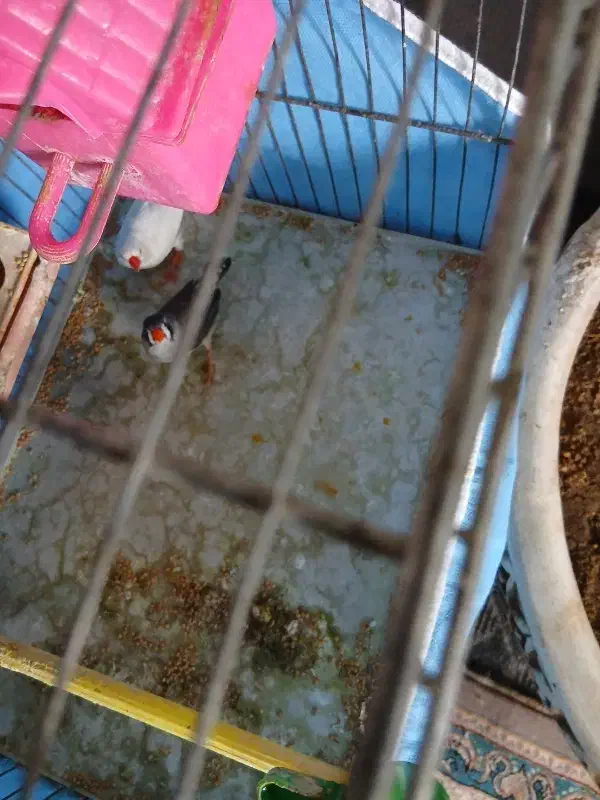 فنج|پرنده|باغ بهادران, |دیوار