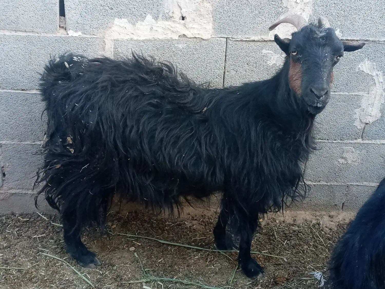 بز ترکی چاق ارسنجان|حیوانات مزرعه|شیراز, درکی|دیوار