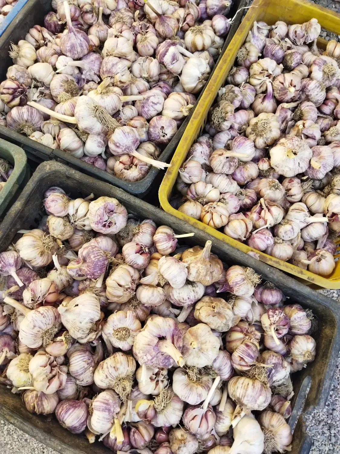 سیر|خوردنی و آشامیدنی|سیدان, |دیوار