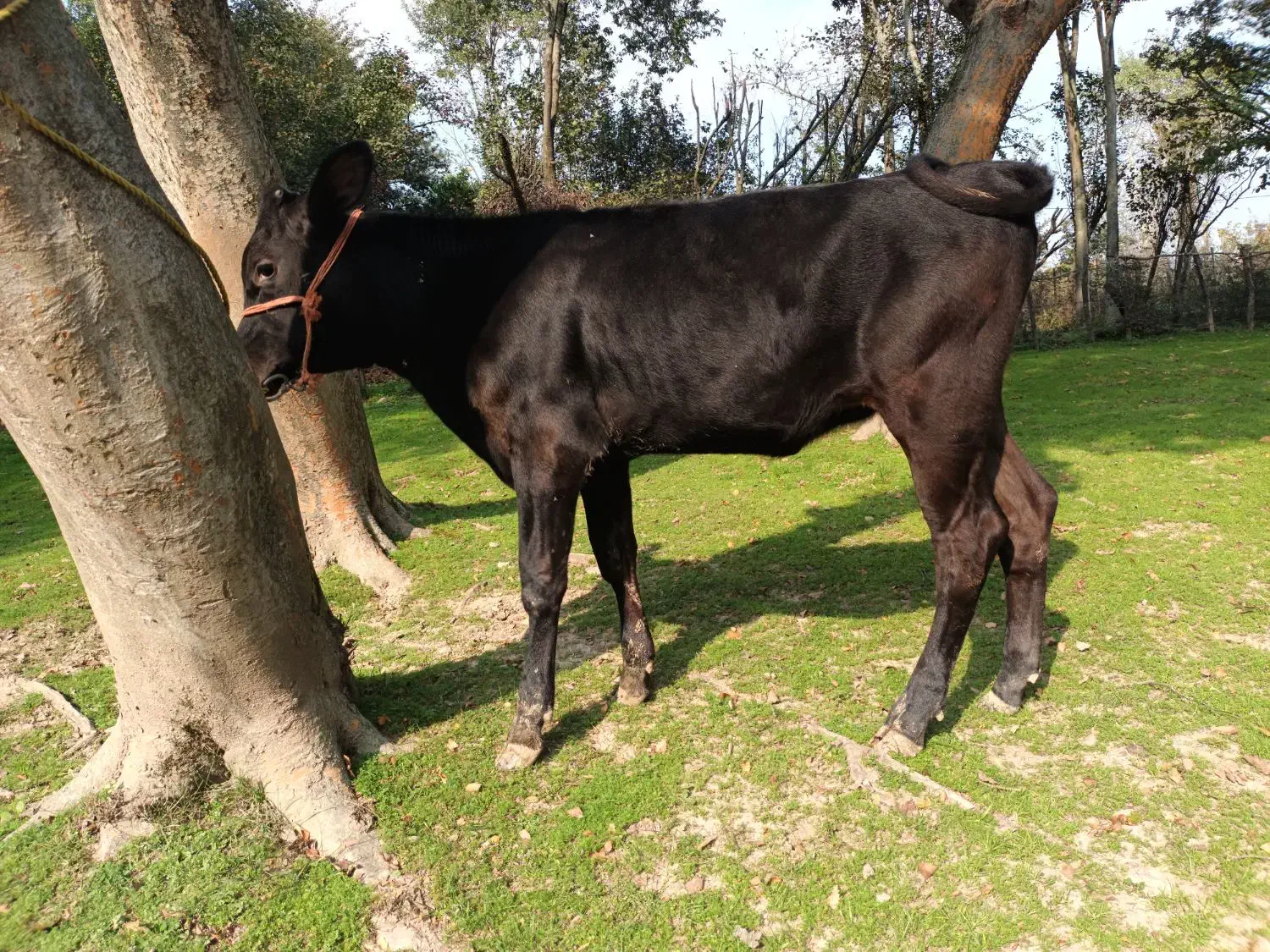 فروش گوساله هلشتاین اصیل(ماده )|حیوانات مزرعه|رضوانشهر, |دیوار