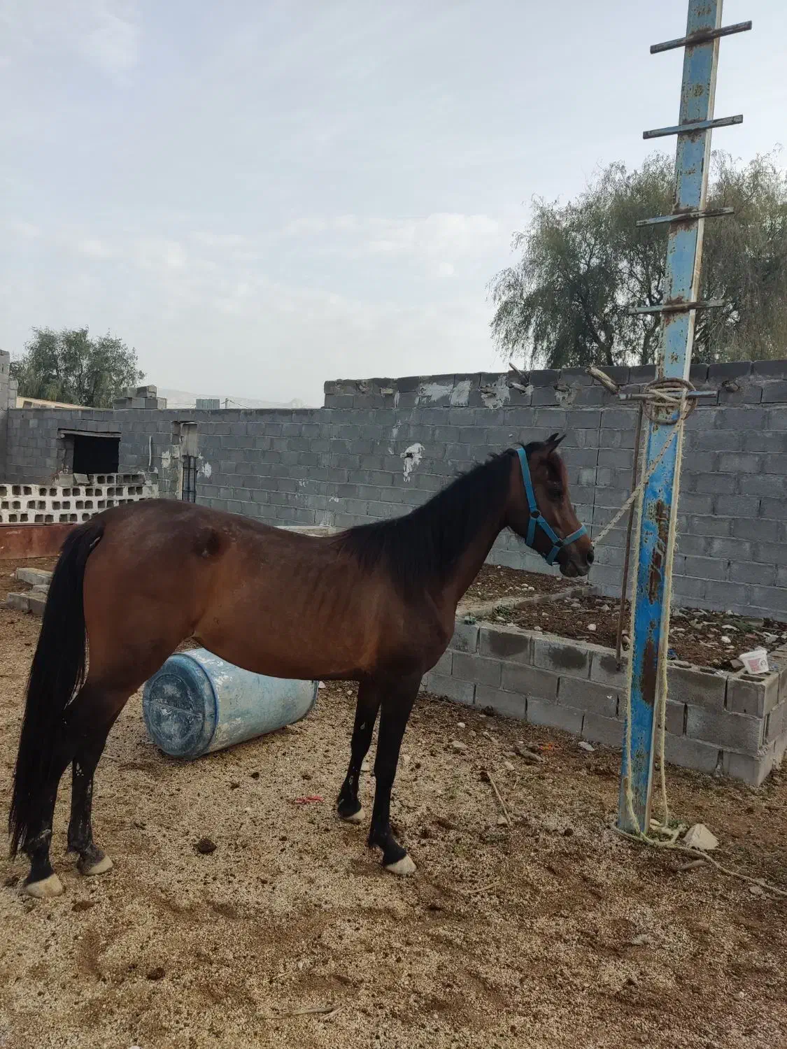 اسب|اسب و تجهیزات اسب‌سواری|چاه مبارک, |دیوار