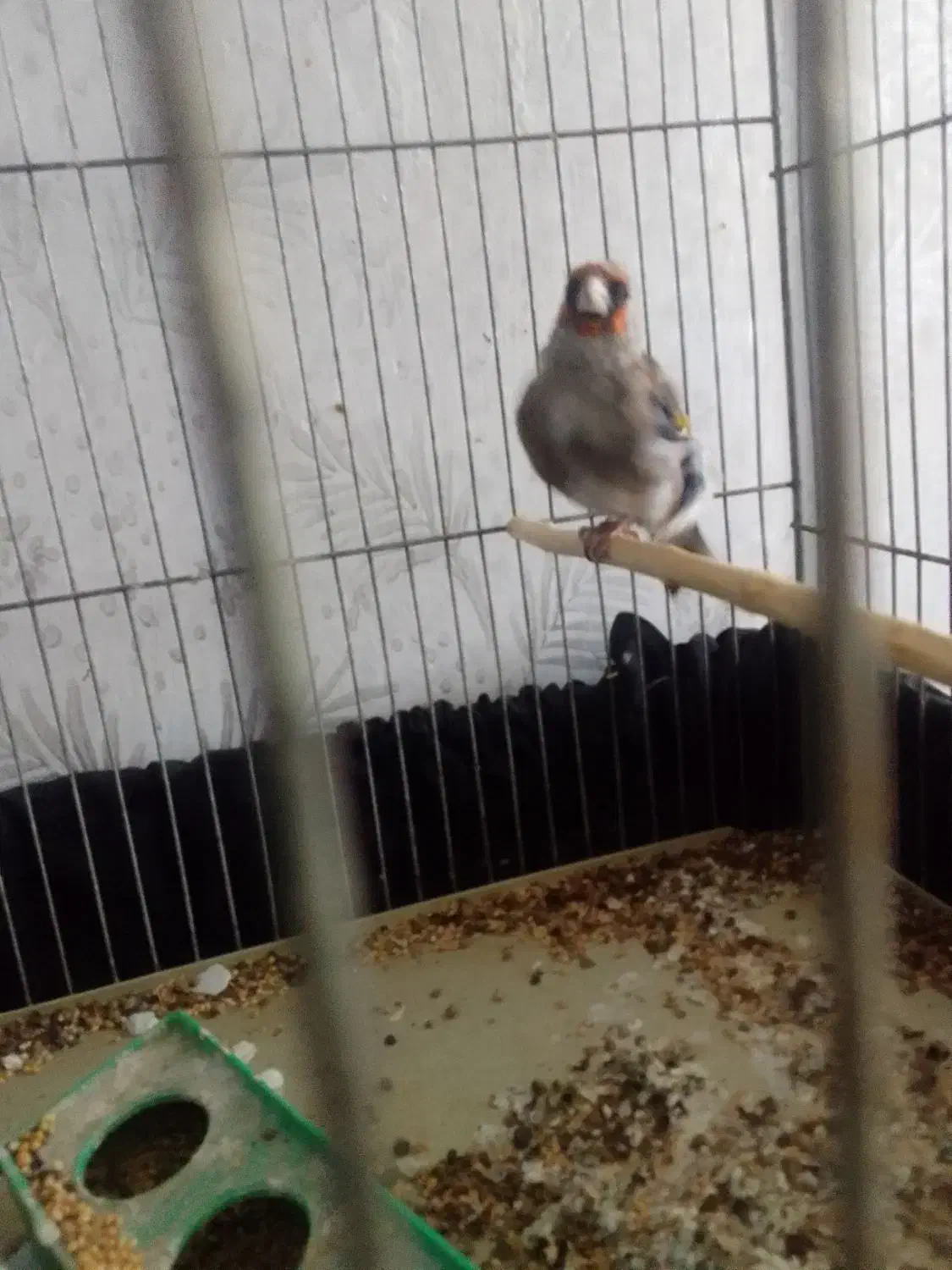 سهره کرمان|پرنده|فردوس (کرمان), |دیوار