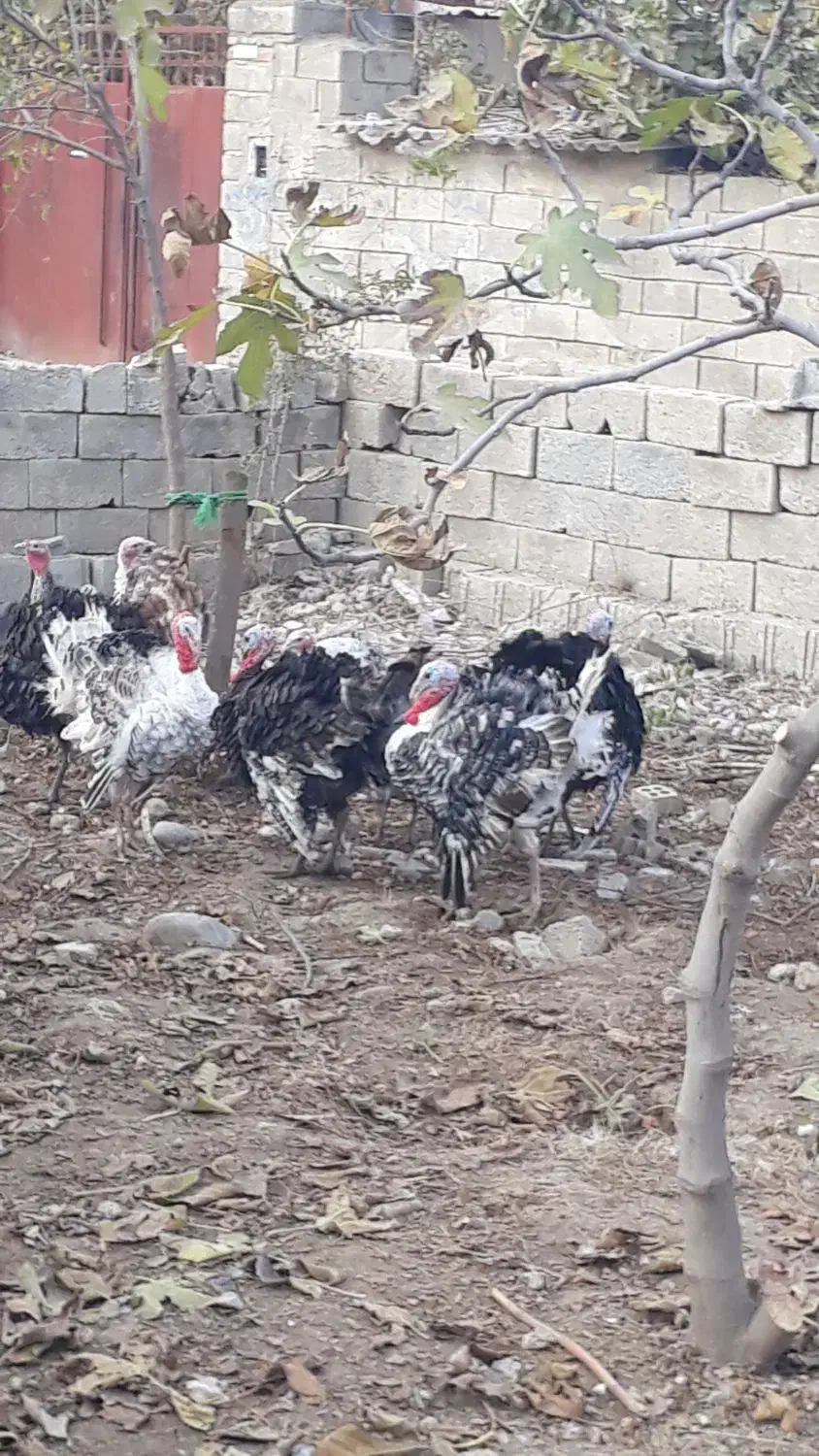 فروش بوقلمون فروش|حیوانات مزرعه|گنبد کاووس, |دیوار