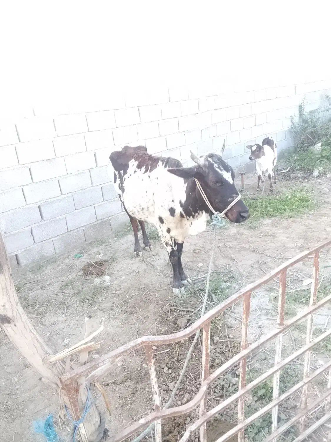 گاو|حیوانات مزرعه|تخت, |دیوار