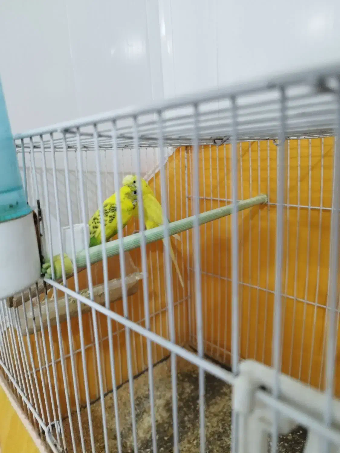 مرغ عشق|پرنده|لنجان, |دیوار