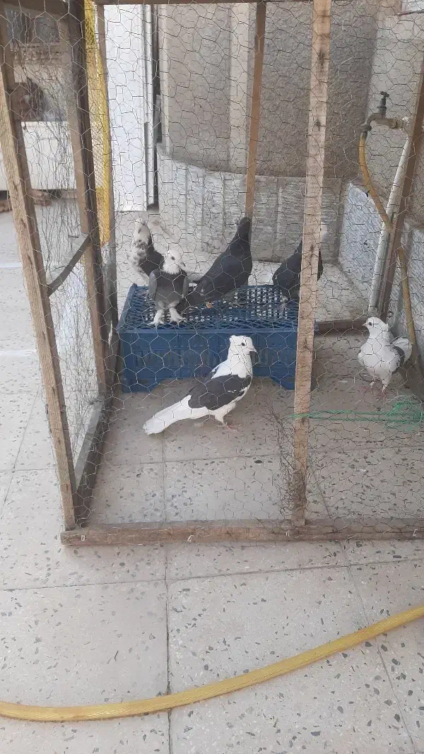 کفتر باخت رفته|حیوانات|ملایر, |دیوار