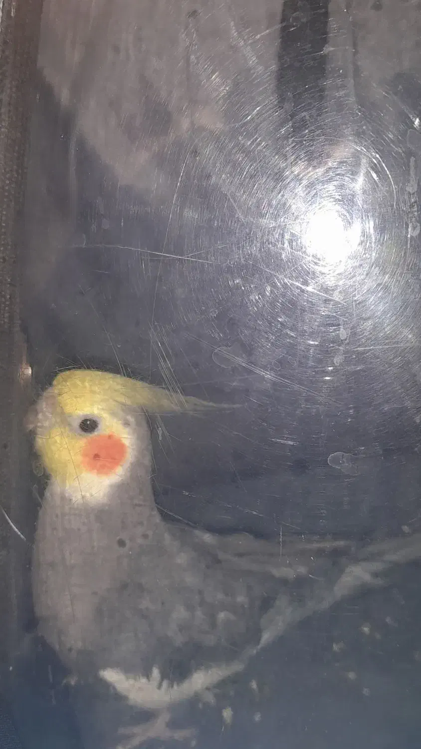 گمشده|حیوانات|قم, در بهشت|دیوار