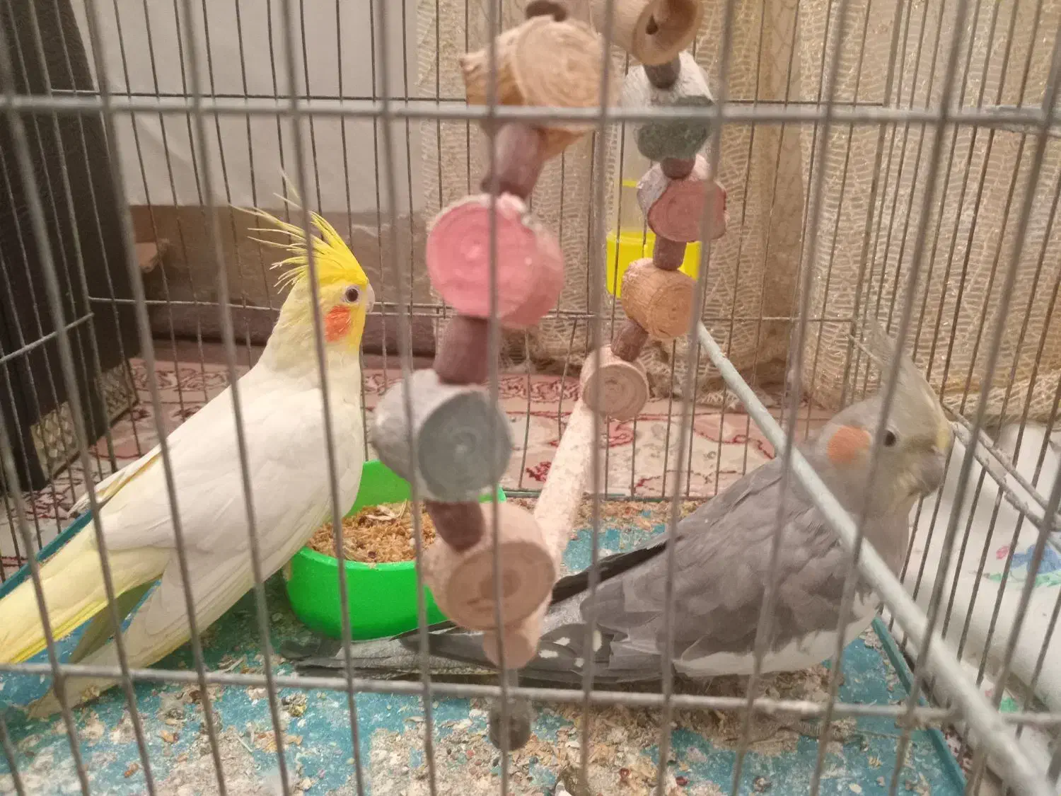 دوعددطوطیعروس|پرنده|رشت, شهرک صبا|دیوار