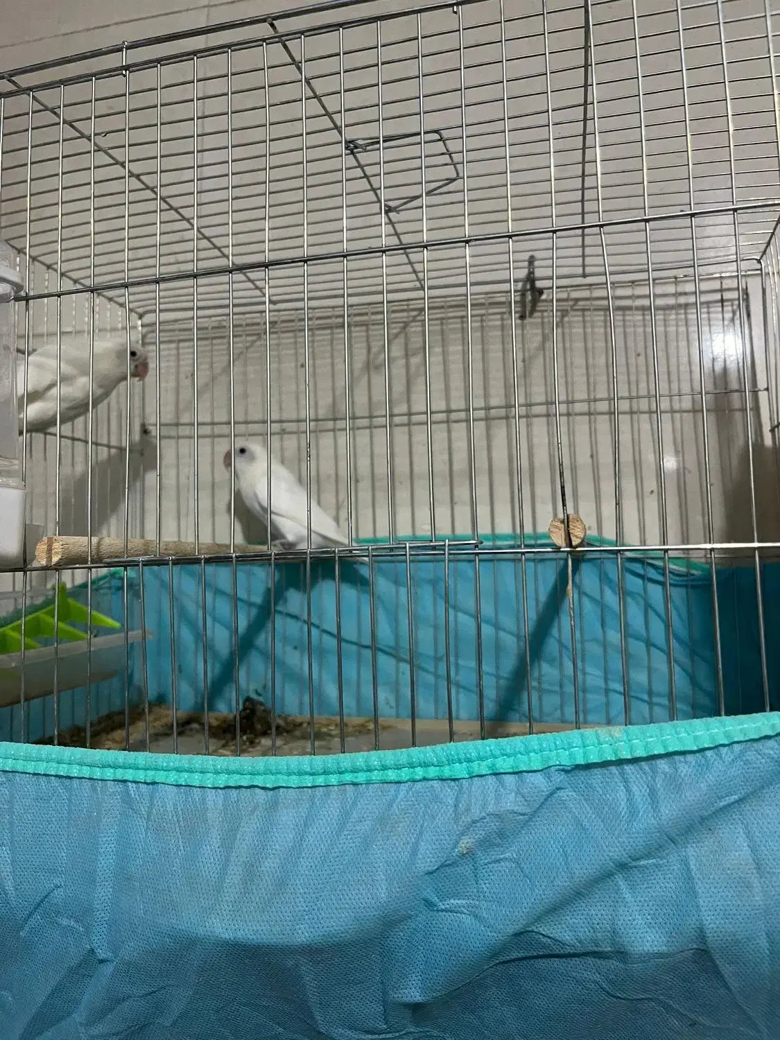 کوتله برزیلی|پرنده|برازجان, |دیوار