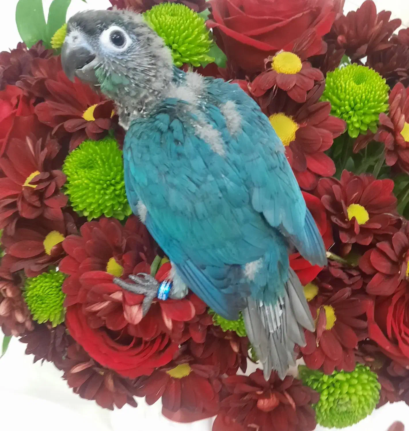 گرینچیک، جوجه سرلاکی، تراکویس نرمال|پرنده|تهران, دهقان|دیوار