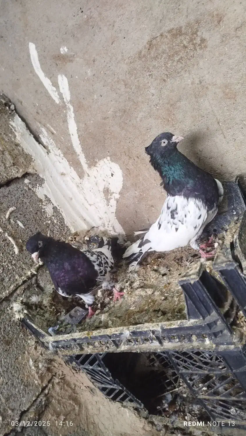 کله سیاه|پرنده|شوشتر, |دیوار