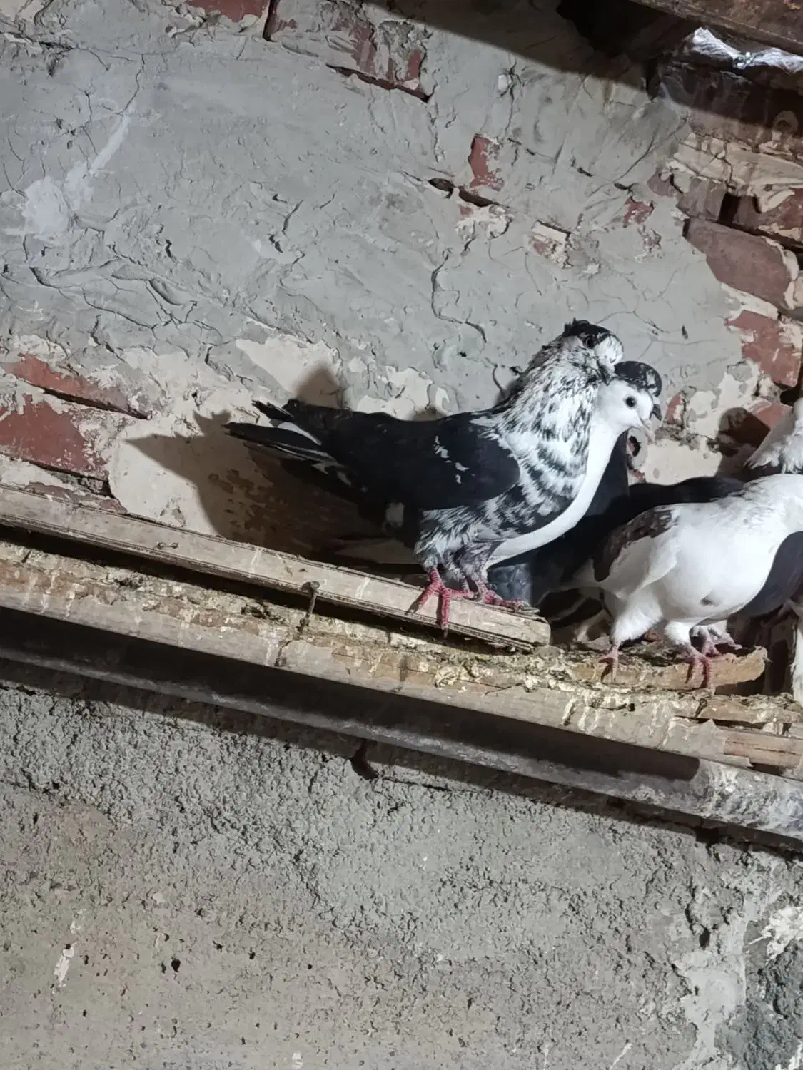 کبوتر|حیوانات|نقده, |دیوار