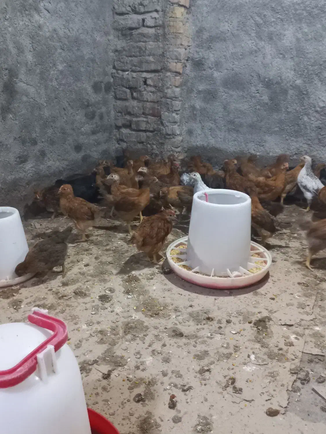 جوجه گلپایگانی|حیوانات مزرعه|گمیشان, |دیوار