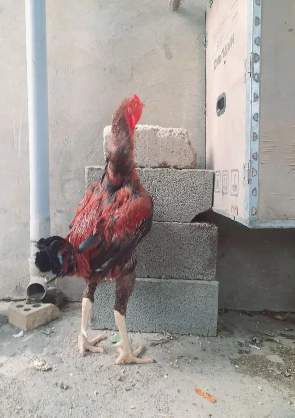 خروس لاری افغان|حیوانات مزرعه|تاتار علیا, |دیوار