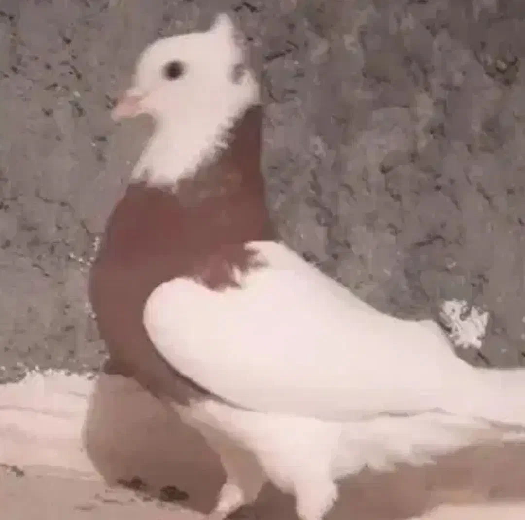 طوقی|پرنده|بم, |دیوار