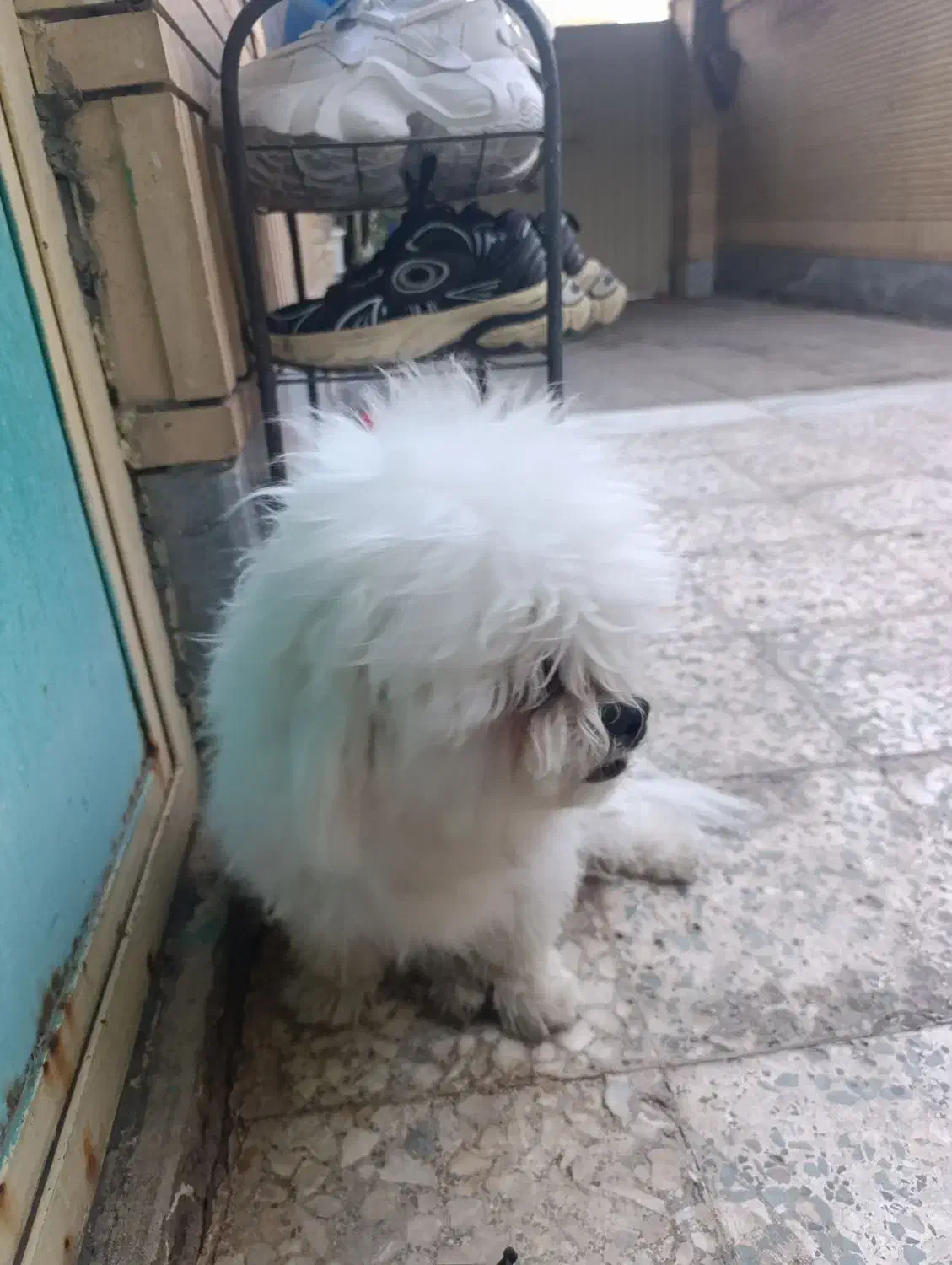 سگ شیتزو واگذاری رایگان|سگ|کرمان, |دیوار