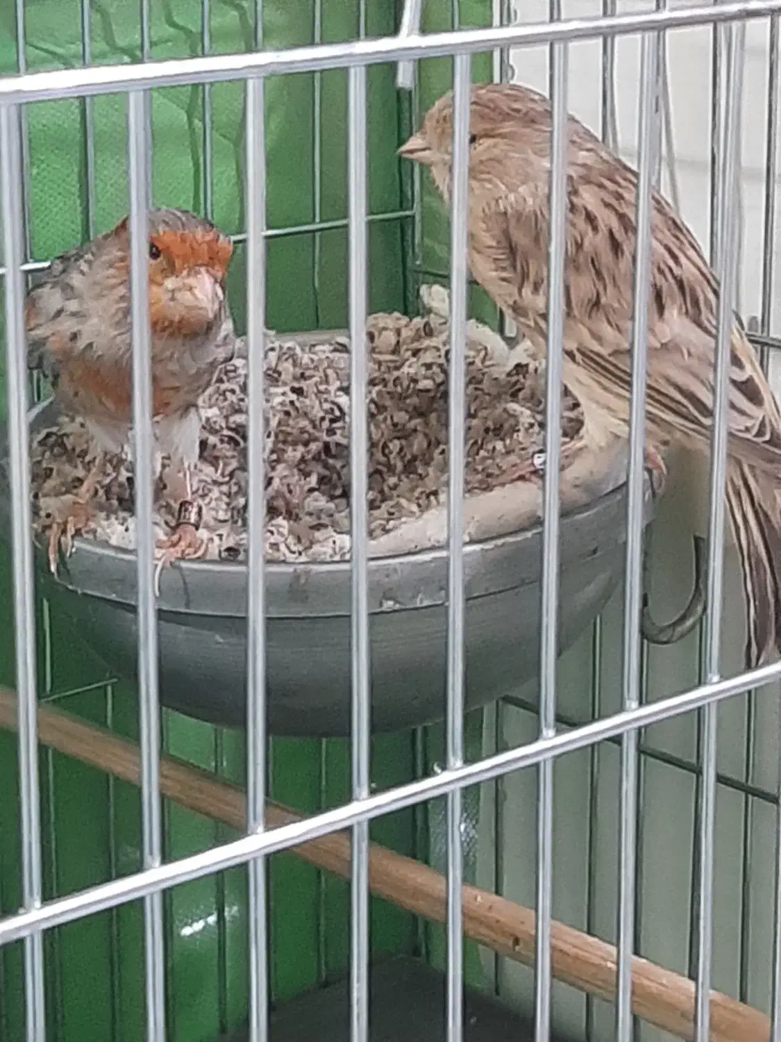 دوجفت قناری عالی وچند عدد نر مست|پرنده|ری, جوانمرد قصاب|دیوار