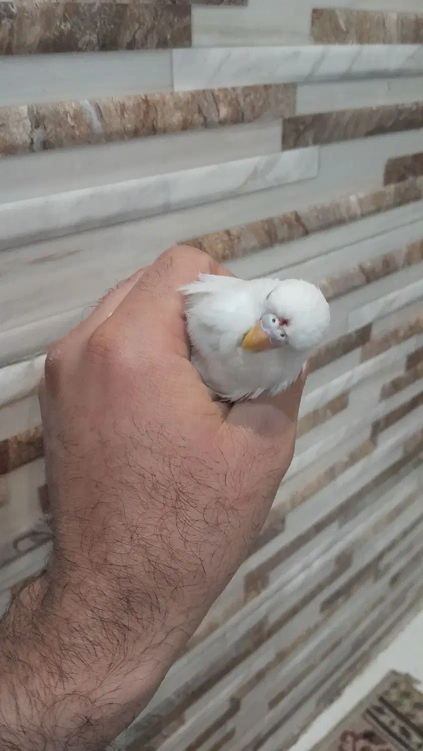 انگلیسی مرغ عشق سفید|پرنده|تهران, ائمه اطهار|دیوار