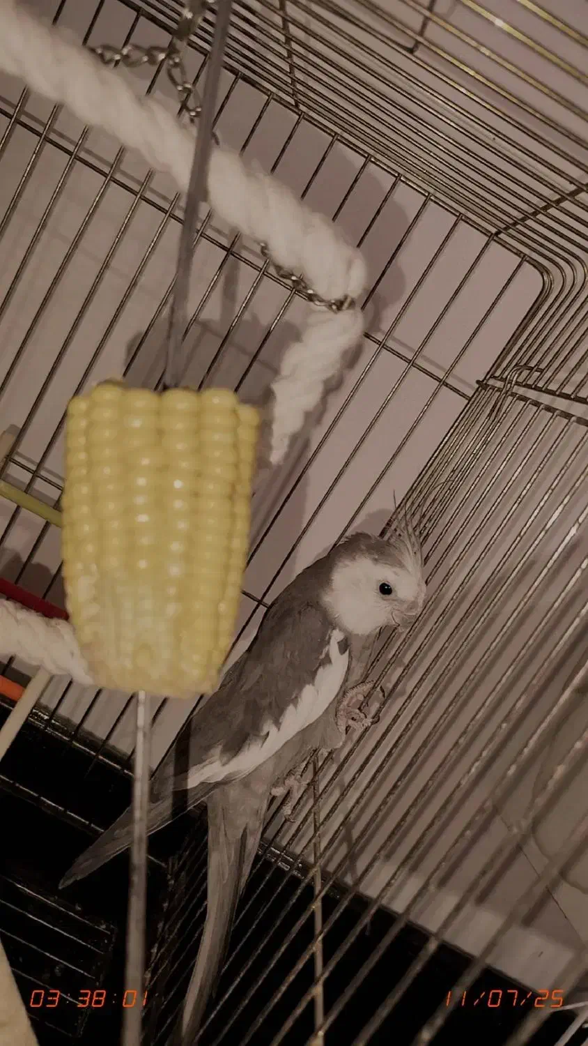 عروس هلندی نر با قفس|پرنده|هشتگرد, هشتگرد قدیم|دیوار