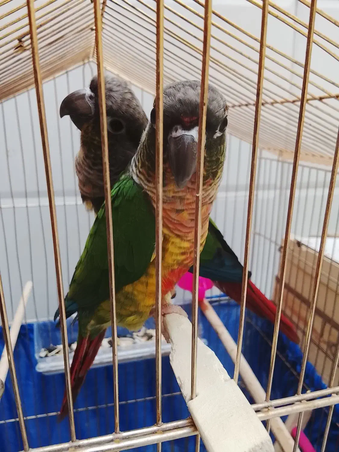 جفت مولد گرینچیک سخنگو|پرنده|سرپل ذهاب, |دیوار