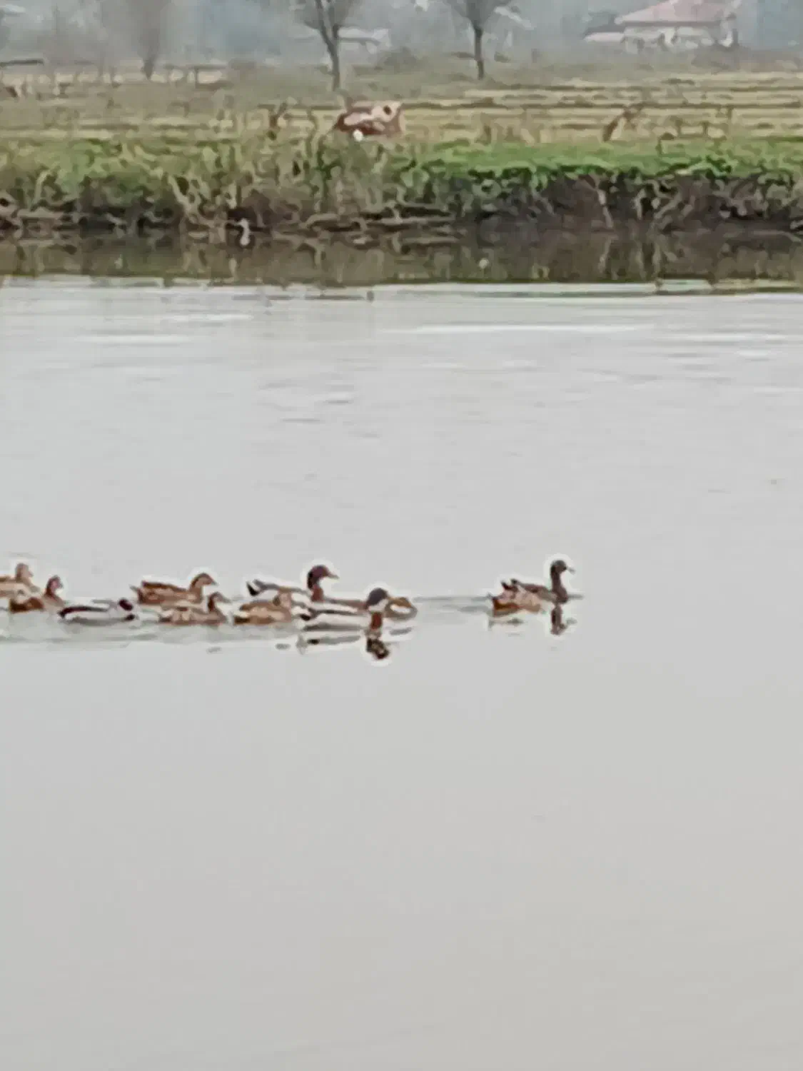 اردک‌پروازی‌جفت‌۷۰۰تومان‌تعداد۲۰‌عدد|حیوانات مزرعه|طاهرگوراب, |دیوار
