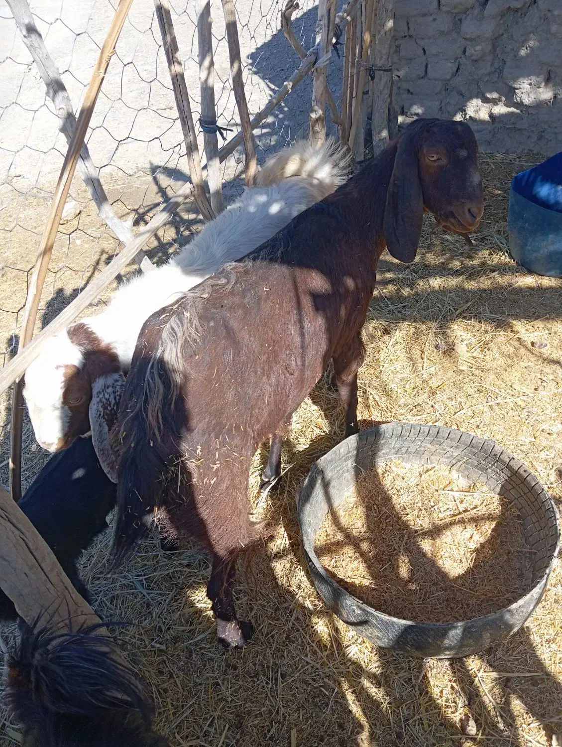 بز فروشی|حیوانات مزرعه|مهرستان, |دیوار