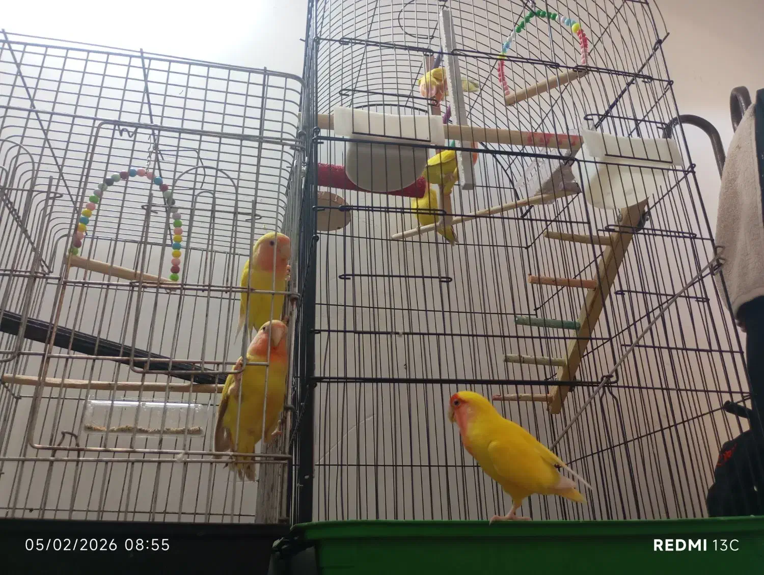 کوتوله برزیلی|پرنده|قم, انسجام|دیوار