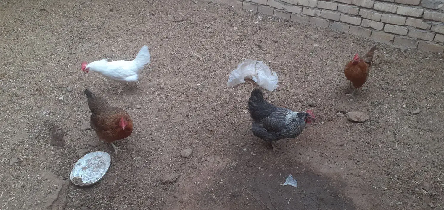 مرغ تخمی و چاغ|حیوانات مزرعه|کاشان, یحیی آباد|دیوار