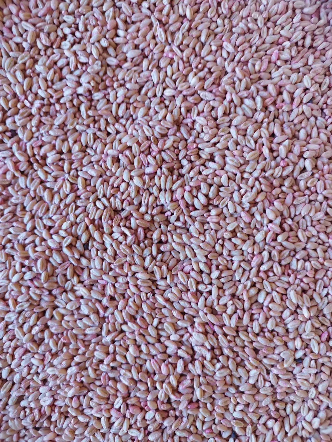 عرضه انواع بذرهای اصلاح شده گندم و جو آبی و دیم|عمدهفروشی|کبودرآهنگ, |دیوار