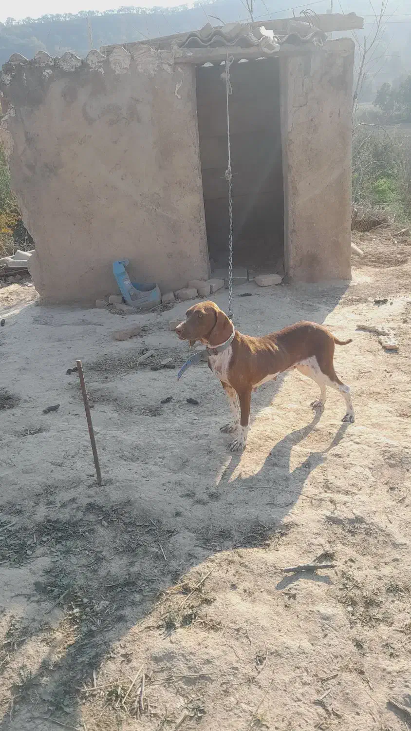 سگ شکاری دونبلانی حرفی|سگ|مینودشت, |دیوار